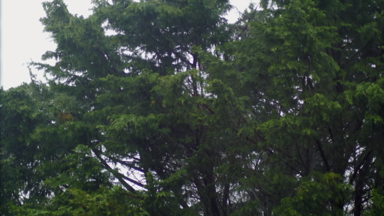 The Storm Hits Strongly To The Green Trees In The Forest During Rainy Day - Close Up Shot