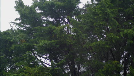 La-Tormenta-Golpea-Fuertemente-A-Los-árboles-Verdes-En-El-Bosque-Durante-El-Día-Lluvioso---Primer-Plano