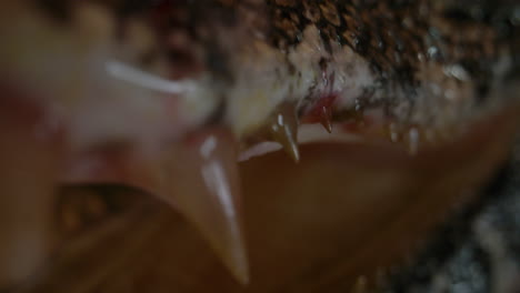 macro de primerísimo plano de dientes de caimán