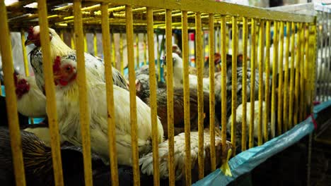 dozens of chickens crammed into yellow cages in a phnom penh colorful wet market