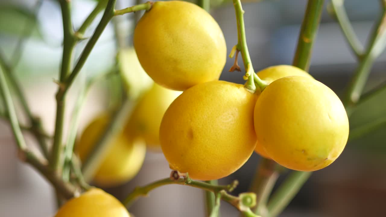 나무 가지 에 있는 레몬 의 클로즈업