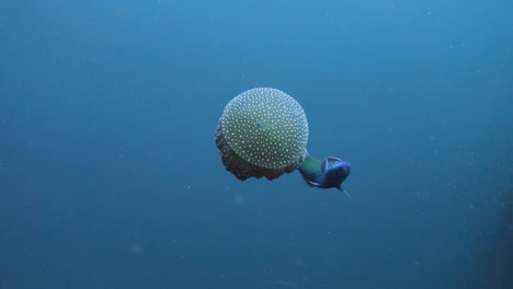 pez luna adulto persigue a un pez juvenil alrededor de una medusa de manchas blancas