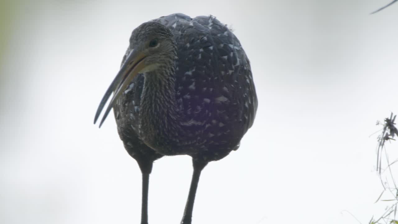A Limpkin bird preens its feathers against a bright sky, showcasing detailed plumage and natural behavior