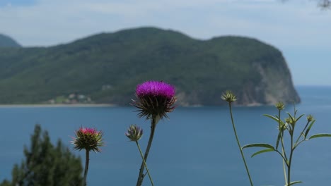 Cardo-Púrpura-Rosado-Con-Fondo-De-Mar-De-Montañas