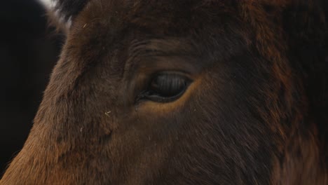 Cerca-De-La-Cara-Y-La-Melena-Del-Caballo-Islandés-De-Color-Marrón-Oscuro-Durante-El-Día-Ventoso