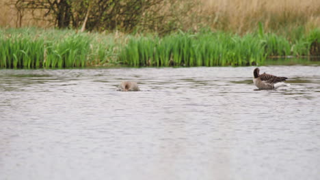 Greylag-geese-in-river-dabbling-underwater-or-grooming-their-feathers