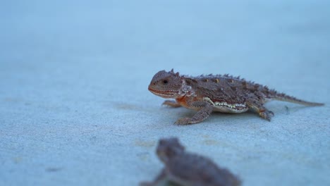 horny toad eats grasshopper on sidewalk in slow motion