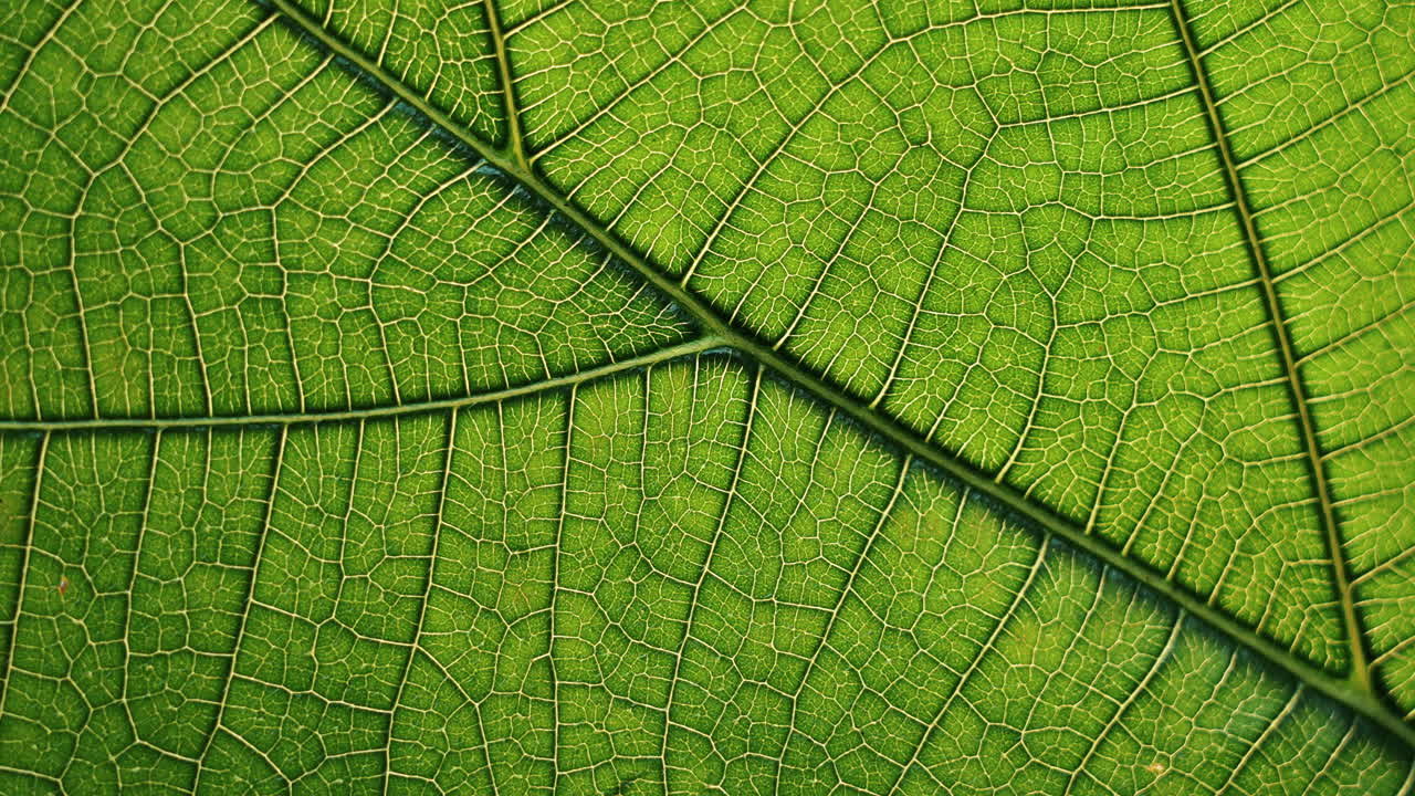 A detailed macro shot of the intricate veins on a vibrant green leaf