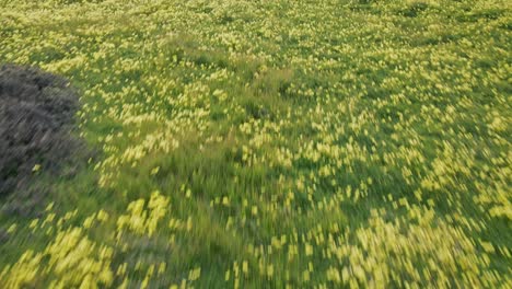 a slow motion drone shot flying over yellow california poppies then panning up to show turquoise pacific ocean waves crashing on a small beach north of santa cruz off of the historic highway 1