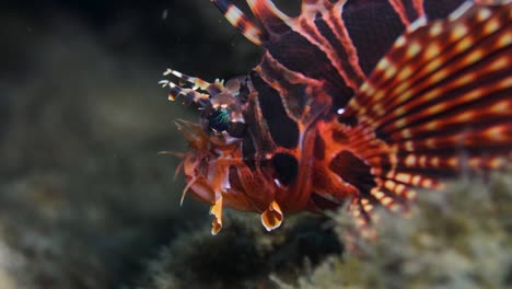 un colorido pez león filmado bajo el agua en un viaje de vacaciones a una isla tropical