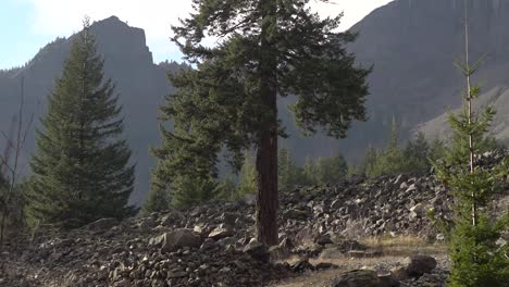 Toma-Estática-De-Un-Gran-árbol-De-Hoja-Perenne-Parado-Solo-En-Medio-De-Una-Cantera-En-La-Ladera-De-Una-Montaña-En-El-Estado-De-Washington