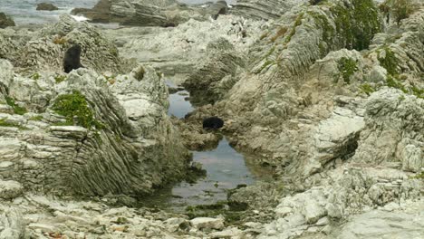 Entzückendes-Robbenbaby,-Das-Friedlich-Inmitten-Von-Felsenbecken-An-Der-Küste-Schläft