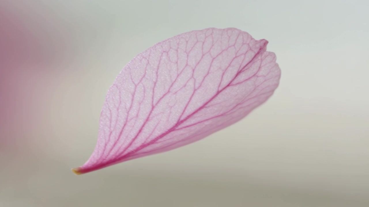 Treibendes einzelnes rosa Blütenblatt, das sich dreht, durch die Schwerkraft fällt und sich auf hellem Stoff niederlässt, Makroaufnahme.