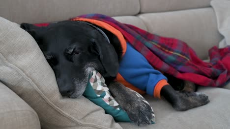 During-a-cold-winter-day,-a-senior-labrador-dog-is-wrapped-in-a-red-blanket-and-wearing-a-jacket-while-resting-comfortably-on-a-couch