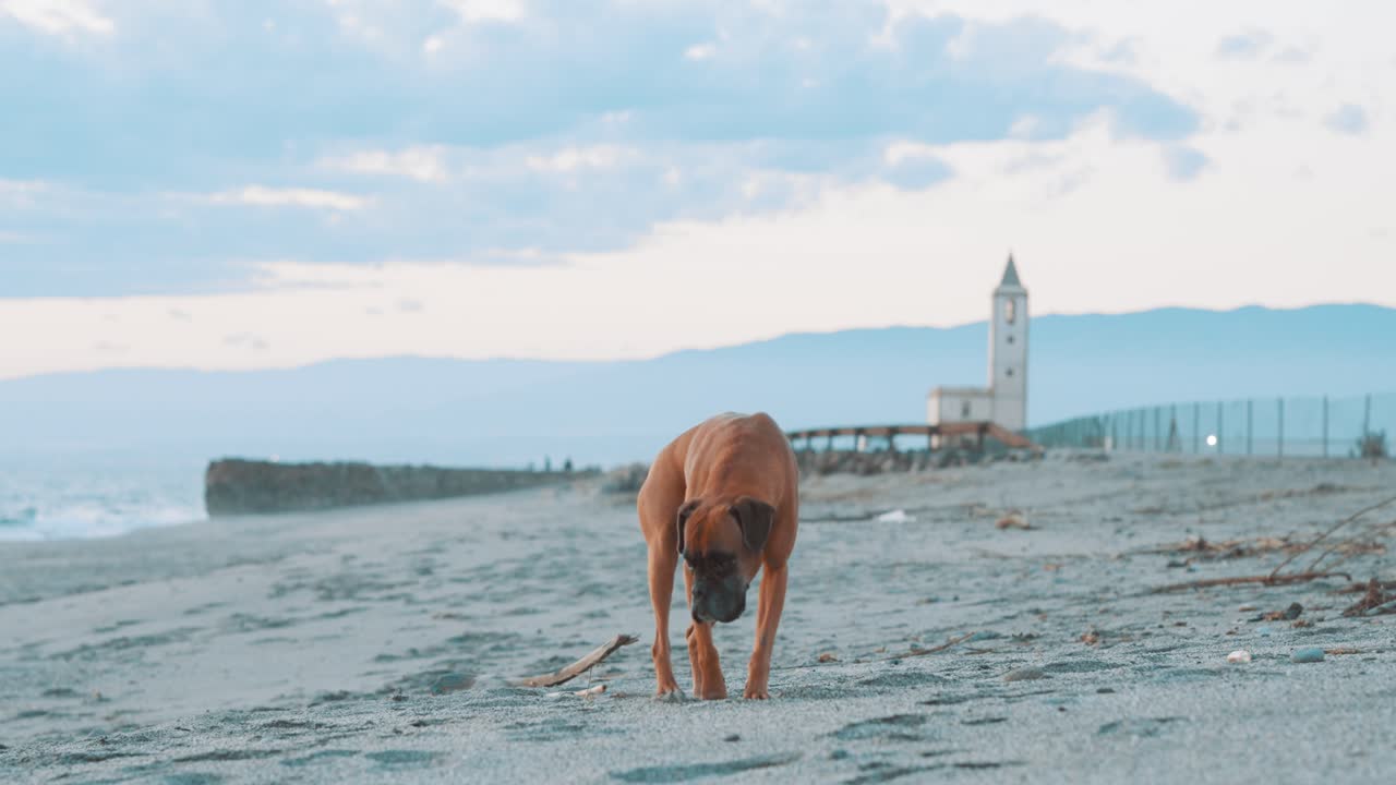 Boxer dog walking on the beach