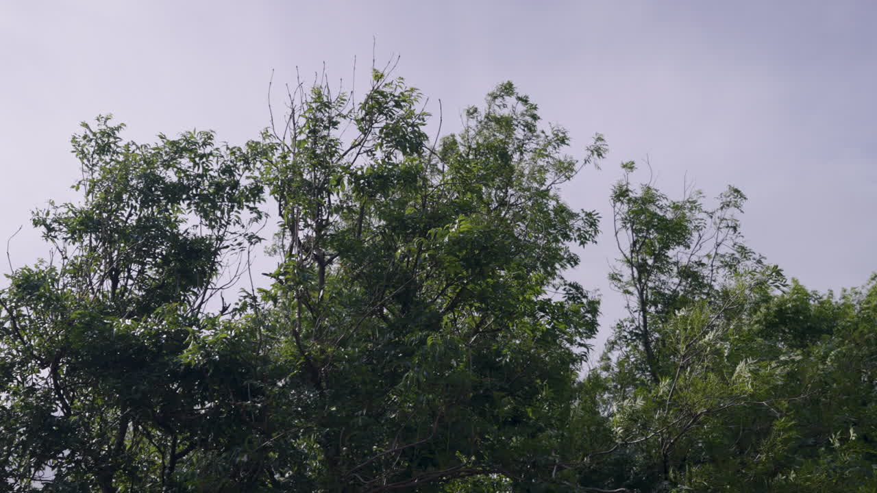 Green trees blowing crazy in the wind during storm, summer nature