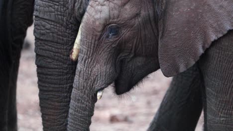 african savanna elephant calf feeding in aberdare national park, kenya