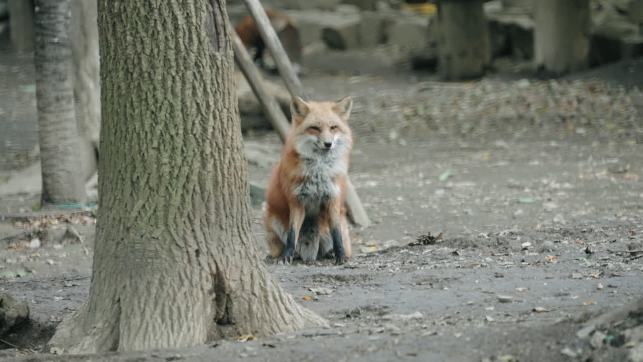 Fox Sitting Down Looking Straight To The Camera In A Zoo At Sendai, Miyagi, Japan