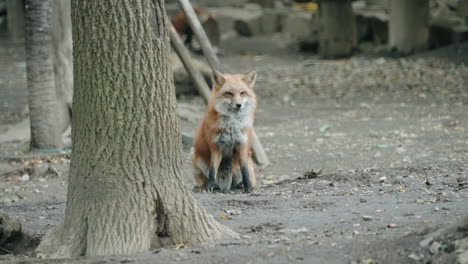 Zorro-Sentado-Mirando-Directamente-A-La-Cámara-En-Un-Zoológico-En-Sendai,-Miyagi,-Japón