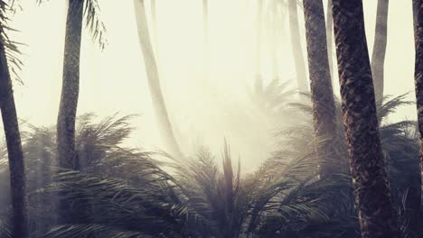 coconut-palms-in-deep-morning-fog