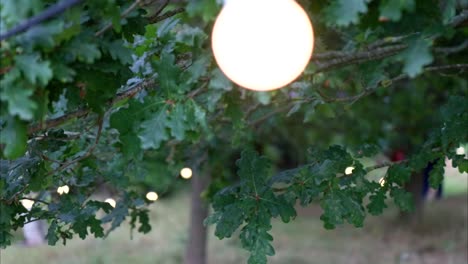 Cámara-Lenta-De-Primer-Plano-De-Hojas-De-Roble-Verde-Con-Un-Fondo-Suavemente-Iluminado-Por-Luces-Cálidas-Y-Brillantes