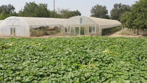 close-up of a large organic cucumber crop on a farm with greenhouses behind it