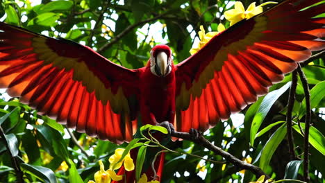 red macaw in tropical forest