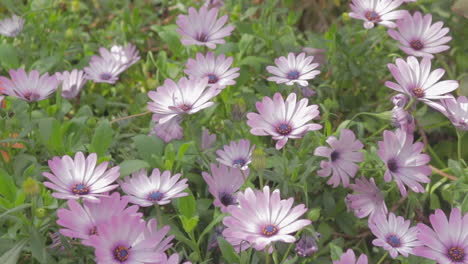 Purple-Flowers-Being-Blown-By-The-Breeze-On-Sunny-Day