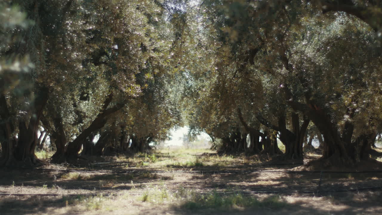 Olive Tree Orchard