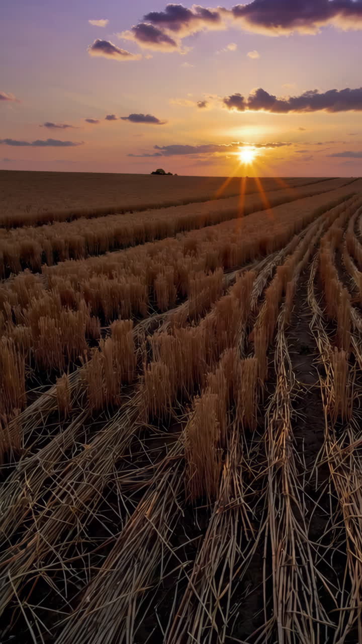 puesta de sol sobre un campo de trigo cosechado