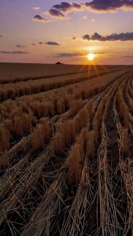 puesta de sol sobre un campo de trigo cosechado
