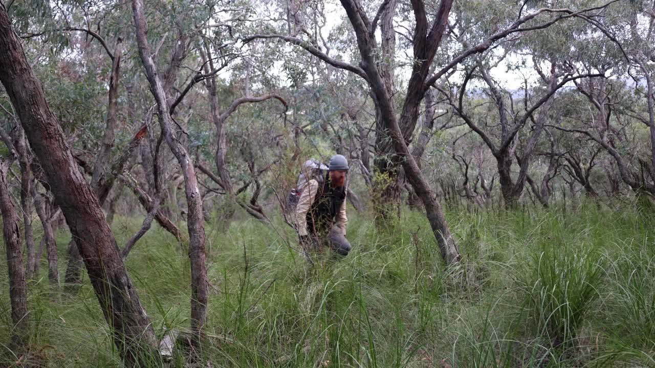 A man walks through the Australian forest while hiking with a backpack surrounded by gum trees and native grasses