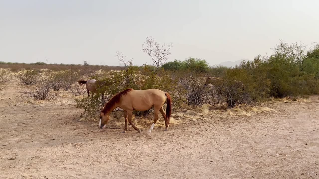 una pequeña banda de caballos salvajes pasta a lo largo del borde del desierto de sonora cerca de scottsdale, arizona