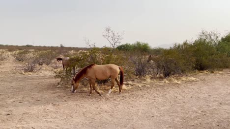 Una-Pequeña-Banda-De-Caballos-Salvajes-Pasta-A-Lo-Largo-Del-Borde-Del-Desierto-De-Sonora-Cerca-De-Scottsdale,-Arizona