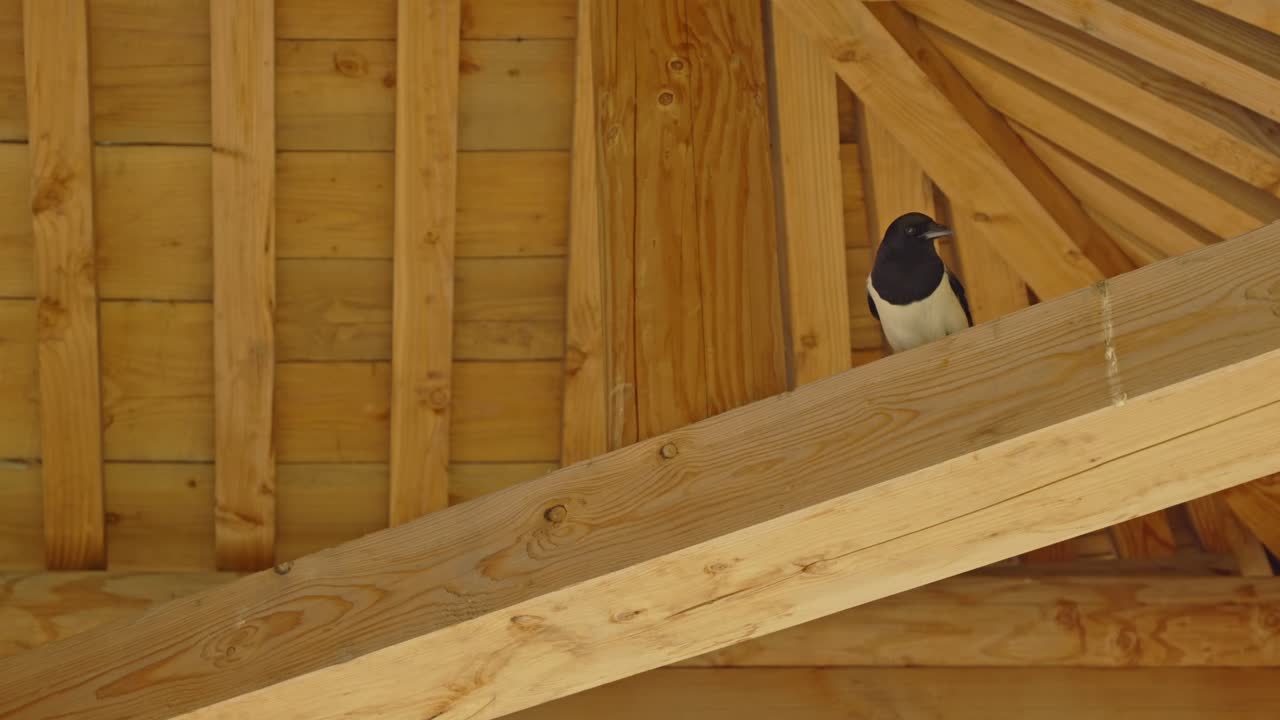 Eurasian Magpie or common magpie aka 'Pica Pica' resting on wooden roof beams