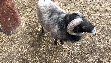 small black dwarf goat standing calmly, looking and asking for food