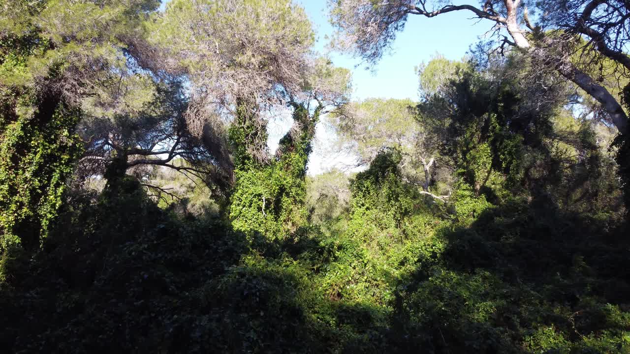 4K Drone Flight Through Mediterranean Forest with Ivy, Underbrush, and Clear Sky in Spain