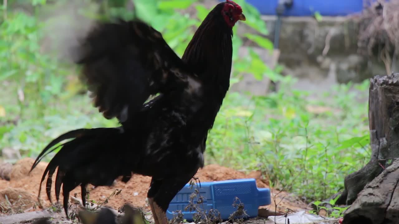 el gallo canta mientras bate sus alas