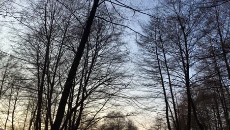 walking on a forest road, early spring season, with beautiful light coming from sunset