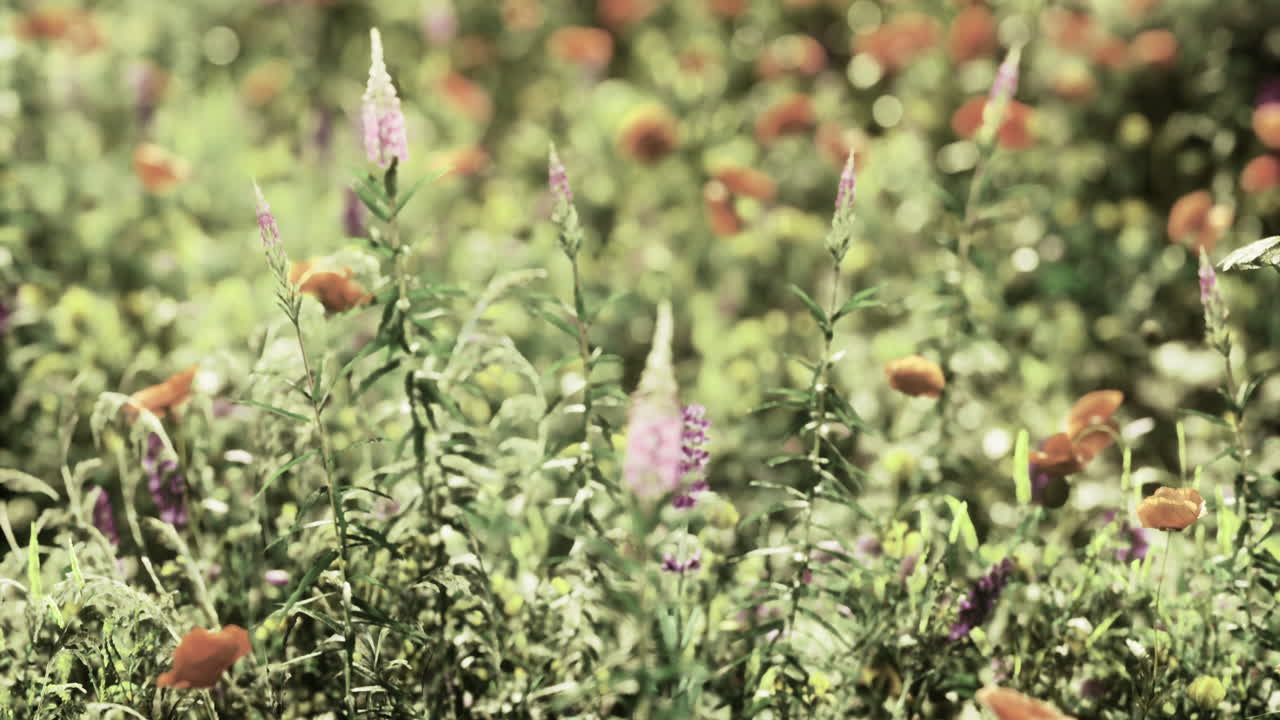Beautiful wildflowers blooming in a vibrant meadow during a sunny day