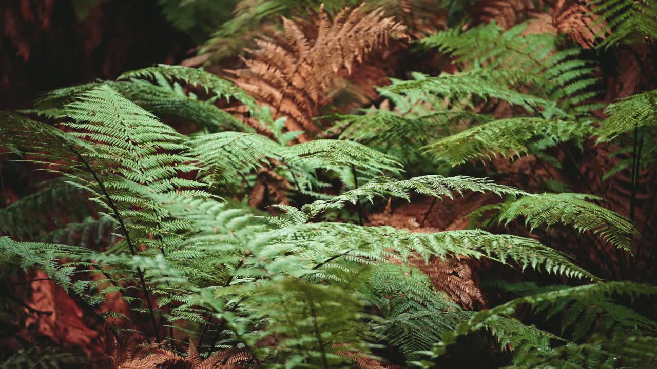exuberante bosque tropical verde, la luz del sol cayendo en el helecho, el enfoque del estante macro nueva zelanda agua en la hoja, simetría
