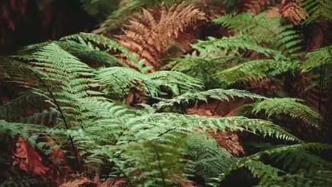 lush green rainforest, sunlight falling on fern tree, rack focus macro new zealand water on leaf, symmetry