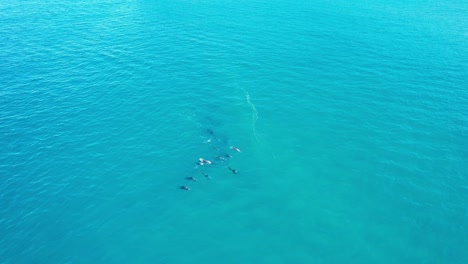 a pod of dolphins in sunshine beach, noosa heads, in the shire of noosa, queensland, australia