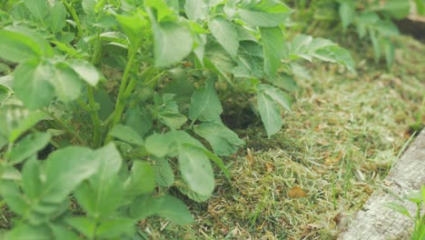 lush green healthy potato plants mulched with hay