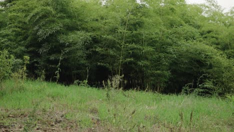 bamboo forest, camera pans right to left