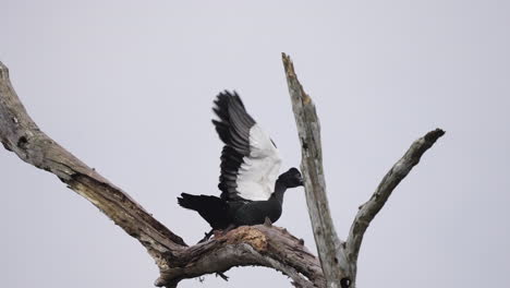 pato muscoso posado en un tronco de árbol, mostrando su encanto único antes de tomar vuelo