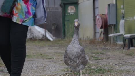 goose strutting proudly alongside its owner, slowed