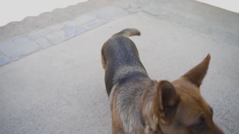 playful german shepherd dog wearing a bow tie