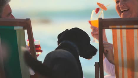 pareja de ancianos unida por un perro en la playa