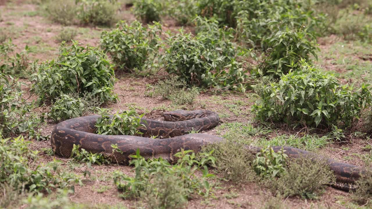 Large python slithers through dry grass and shrubs in the wilderness of Crescent Island, Kenya